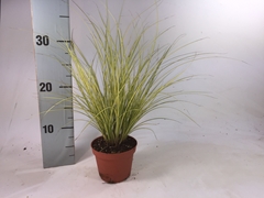 Carex Jenneke 8Ø 25cm