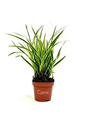 Carex Morrowii 10Ø 20cm