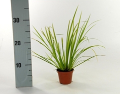Acorus Ogon 8Ø 25cm