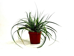 Carex Morrowii 8Ø 15cm