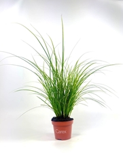Carex Brunnea 10Ø 25cm