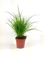 Carex Brunnea 8Ø 20cm