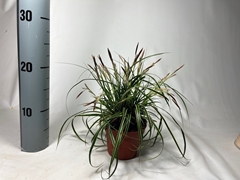 Carex Morrowii 10Ø 15cm