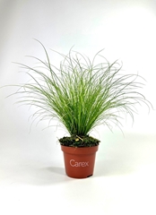 Carex Frosted Curls 10Ø 25cm