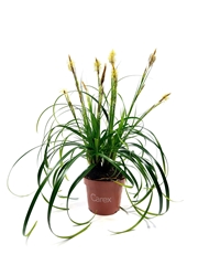 Carex Oshimensis 10Ø 25cm