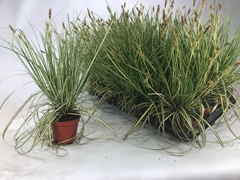 Carex Evergold 8Ø 20cm