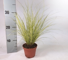 Carex Jenneke 10Ø 25cm