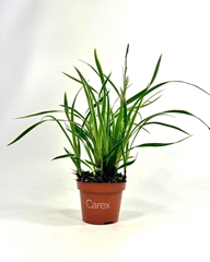 Carex Ice Dance 10Ø 20cm