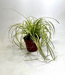 Carex Evercolor Eversheen 10Ø 20cm