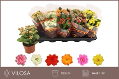 Kalanchoe Double Mix 10Ø 23cm
