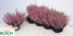 Calluna Beauty Ladies Michelle 12Ø 25cm