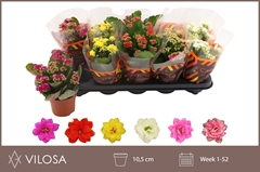 Kalanchoe Double Mix 10Ø 23cm
