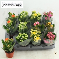 Kalanchoe Single Mix 6 Colours 6Ø 14cm