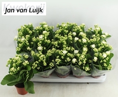 Kalanchoe Double Rose Flowers Sia 9Ø 24cm
