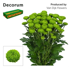 Chrysanth Spray Deligreen 70cm 90gr.