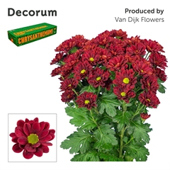 Chrysanth Spray Mexicano 70cm 85gr.