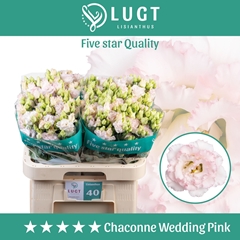 Eustoma Double Chaconne Wedding Pink 70cm