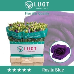 Eustoma Double Rosita Blue 70cm
