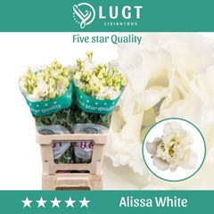 Eustoma Double Alissa White 70cm