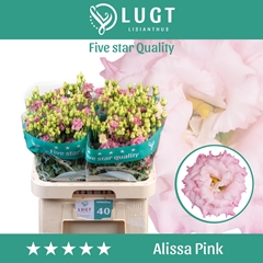 Eustoma Double Alissa Pink 70cm