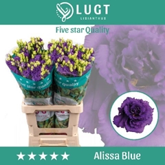 Eustoma Double Alissa Blue 70cm