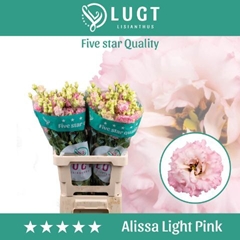 Eustoma Double Alissa Light Pink 70cm