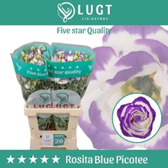 Eustoma Double Rosita Blue Picotee 70cm
