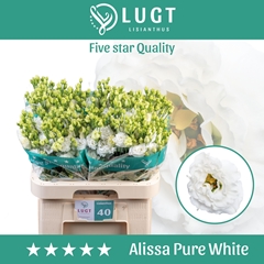 Eustoma Double Alissa Pure White 70cm