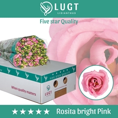 Eustoma Double Rosita Bright Pink 70cm