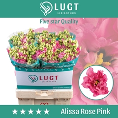 Eustoma Double Alissa Rose Pink 70cm