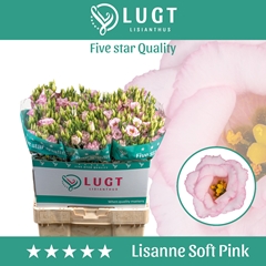 Eustoma Double Lisanne Soft Pink 70cm