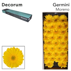 Gerbera Mini Green Center Moreno 45cm 7cm Hd
