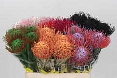 Leucospermum Painted Mix 30cm