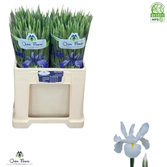 Iris White Magic 58cm 32gr.