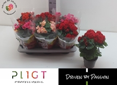 Begonia Double Mix 14Ø 35cm