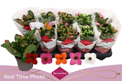 Kalanchoe Single Mix 5 Colours 10Ø 22cm