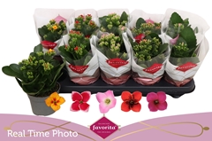 Kalanchoe Single Mix 5 Colours 10Ø 22cm