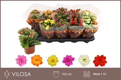 Kalanchoe Double Mix 10Ø 23cm