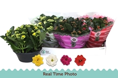 Kalanchoe Double Mix 23Ø 27cm