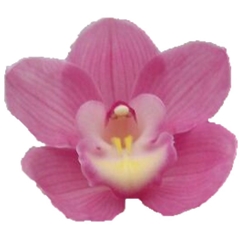 Cymbidium Marita 50cm