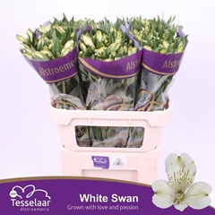 Alstroemeria White Swan 75cm 90gr.