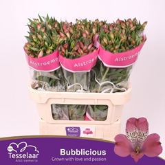 Alstroemeria Bubblicious 75cm 60gr.