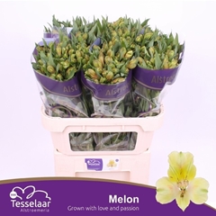 Alstroemeria Melon 75cm 85gr.