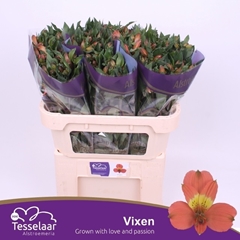 Alstroemeria Vixen 75cm 70gr.