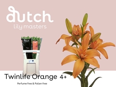 Lily La Twinlife Orange 85cm 4+