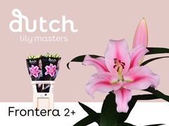 Lily Oriental Frontera 80cm 2+