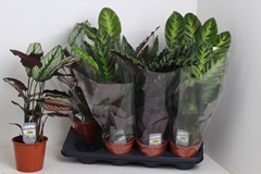 Calathea Mixed 3 Varietys 14Ø 45cm