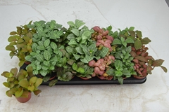 Fittonia Mix 7 Colours 8Ø 12cm