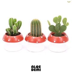 Cactus Mix 9Ø 12cm