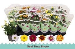 Chrysanth Mix 6 Mix 9Ø 22cm